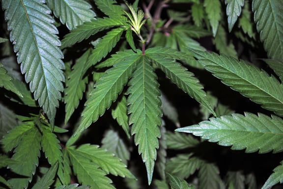 cannabis plant anatomy