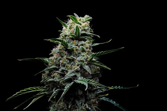 cannabis plant anatomy