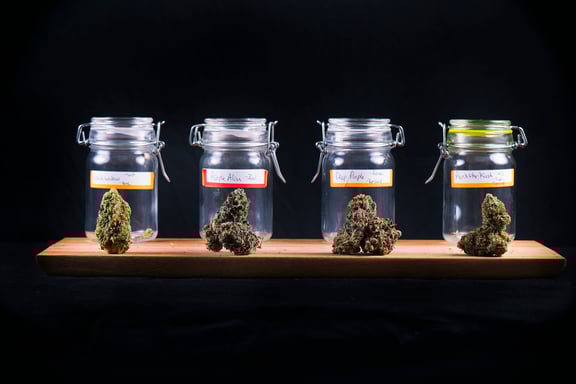 best weed strains for pain